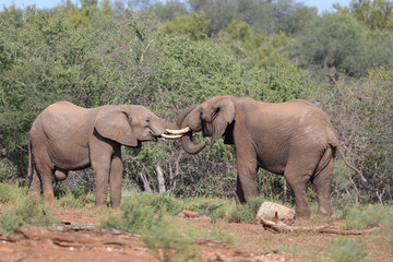 Afrikanischer Elefant / African elephant / Loxodonta africana.