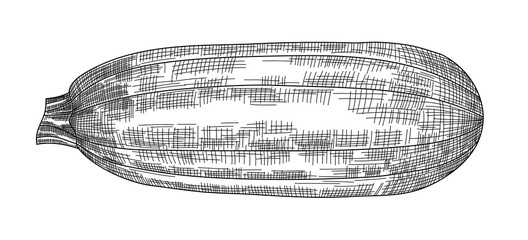 Vector black and white image of zucchini, hand-drawn. EPS 10.