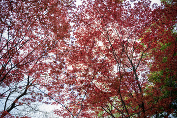 KIYOSUMI TEIEN garden in TOKYO,JAPAN. Spring