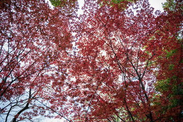 KIYOSUMI TEIEN garden in TOKYO,JAPAN. Spring