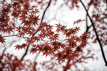 KIYOSUMI TEIEN garden in TOKYO,JAPAN. Spring