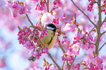 Great tit bird in a pink flowering cherry tree