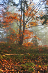 autumn forest. fog in a beautiful forest. morning in the fairy forest