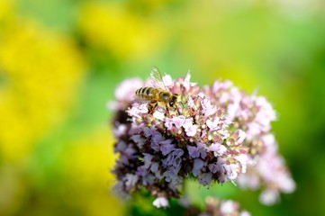 Eine Biene am Origano/Origanum