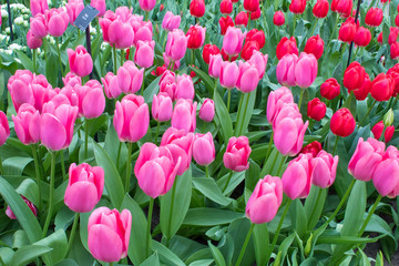 Group of colorful tulip. red, pink, purple flower tulip. Tulip close up, toning. Bright colorful tulip photo background. Field of tulips of different colors in Keukenhof park, Netherlands