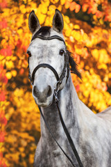 Fototapeta na wymiar schönes Pferd, graue Warmblutstute im Herbst, Schimmel getrenst im Portrait Deutsches Sportpferd, Blickt aufmerksam in die Kamera, Pferdeportrait