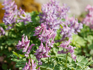 Corydalis solida - La Corydale à bulbe plein ou corydale à tubercule de couleur mauve à rougeâtre