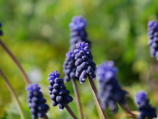 Weinbergs-Traubenhyazinthe im Klettgau
