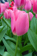 Obraz premium Group of colorful tulip. red, pink, purple flower tulip. Tulip close up, toning. Bright colorful tulip photo background. Field of tulips of different colors in Keukenhof park, Netherlands