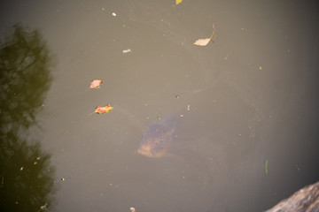 KIYOSUMI TEIEN garden in TOKYO,JAPAN. Spring