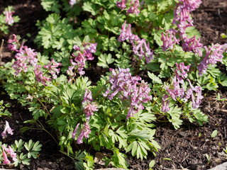 Corydalis solida - La Corydale à bulbe plein ou corydale à tubercule de couleur mauve à...