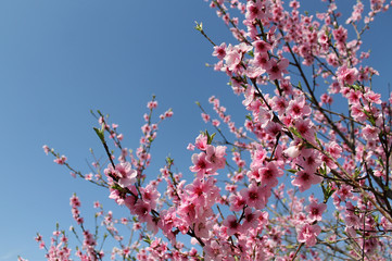 pink cherry blossom flower in spring time over blue sky.