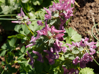 Corydalis solida - La Corydale à bulbe plein ou corydale à tubercule de couleur mauve à rougeâtre