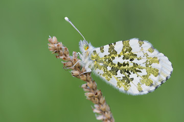 Ritratto di una farfalla (Anthocharis cardamines)