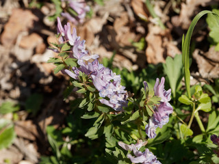 Corydalis solida - La Corydale à bulbe plein ou corydale à tubercule de couleur mauve à...