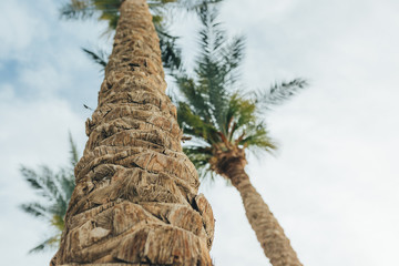 Fototapeta premium View of palm trees background, stem bark and leaves