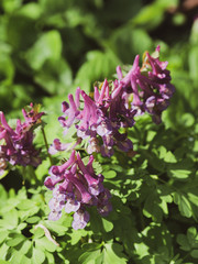 Corydalis solida - La Corydale &agrave; bulbe plein ou corydale &agrave; tubercule de couleur mauve &agrave; rouge&acirc;tre