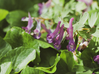Corydalis solida - La Corydale à bulbe plein ou corydale à tubercule de couleur mauve à rougeâtre