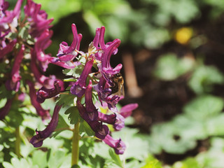 Corydalis solida - La Corydale à bulbe plein ou corydale à tubercule de couleur mauve à...