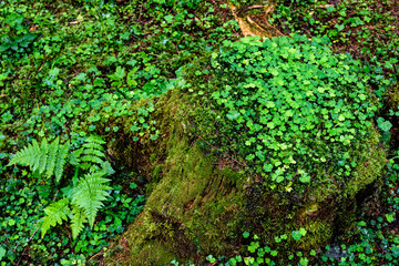 Mossy old tree trunk in the forest. Green background.