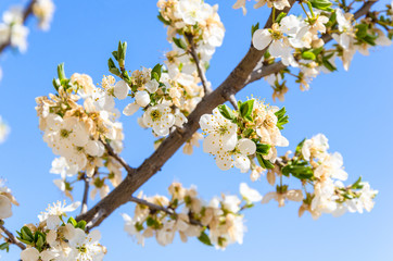 A branch of a tree laden with spring flowers and foretelling a fertile year