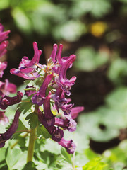 Corydalis solida - La Corydale à bulbe plein ou corydale à tubercule de couleur mauve à...