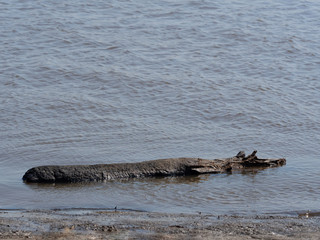 Fototapeta premium Burnt black log, like a crocodile, swims in water.