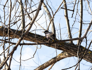 Starling on a tree branch in spring, its feathers glow in the sun.