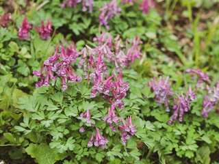 Obraz premium Corydalis solida - La Corydale à bulbe plein ou corydale à tubercule de couleur mauve à rougeâtre