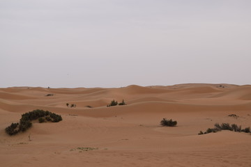 Fototapeta na wymiar Wüste 1