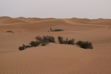 Fototapeta na wymiar Wüste 5