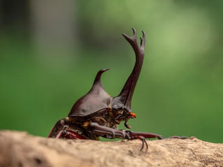 Beetle on the tree.