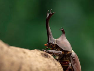 Beetle on the tree.