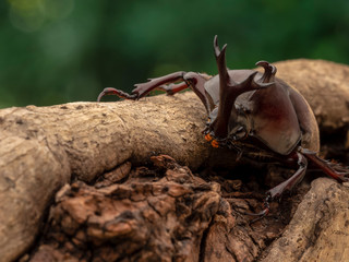 Beetle on the tree.