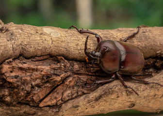 Beetle on the tree.