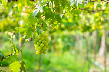 Fototapeta na wymiar bunch of white grapes growing in vineyard