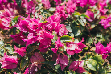 Natural seasonal landscape of flowers using as background or wallpaper