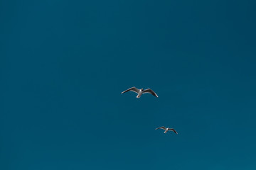 partnership two seagulls in the sky