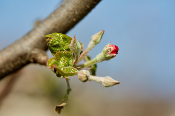 Closeup of apple flowers