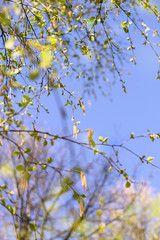 Birch branches with young leaves on blue sky background. spring season background with Birch branches. beautiful gentle spring or summer landscape