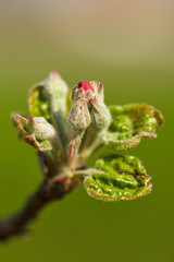 Closeup of apple flowers