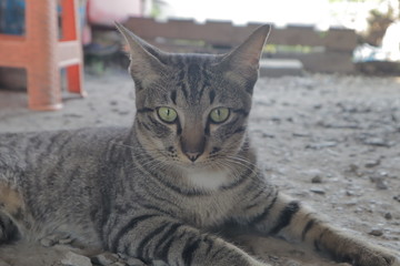 cat on the ดสนนพ