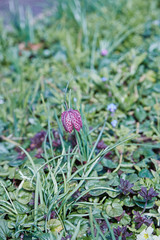 Fritillaria meleagris - 261715264