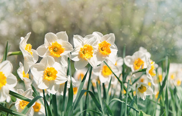 beautiful daffodils flowers. pretty narcissus blossom under sunlight in garden natural background at spring or summer season. March 8, spring holiday, Easter scene.  banner, copy space