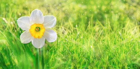 Narcissus flower in grass. Hello May. spring season, summer time. beautiful spring background with daffodil flower. banner. Soft selective focus