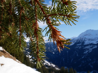 Alpen