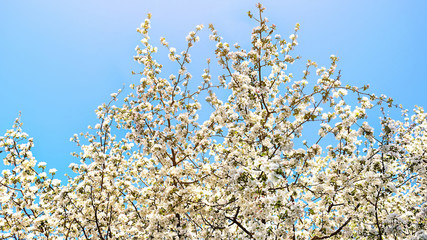 Spring abstract blossom scene. spring apple flowers bunch art design background. Beautiful blooming apple flower in garden, nature floral backdrop. Fragrant Blossom. bright tone