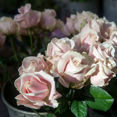 bouquet of pink roses in a basket for sale