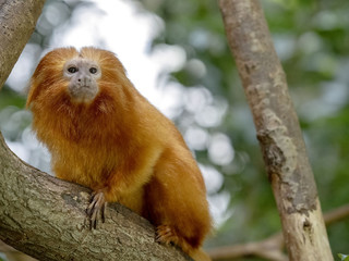  monkey,golden,nature,lion,tamarin,animal,wild,fur,brazil,endangered,cute,mammal,wildlife,rosalia,leontopithecus,jungle,young,zoo,tropical,primate,alert,ape,creature,rare,small,headed,group,carnivore,