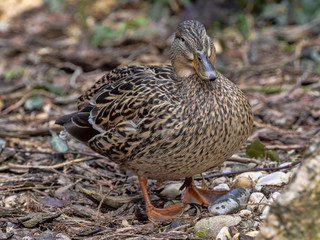A female of Wild Duck, Anas platyrhynchos, is a very common bird